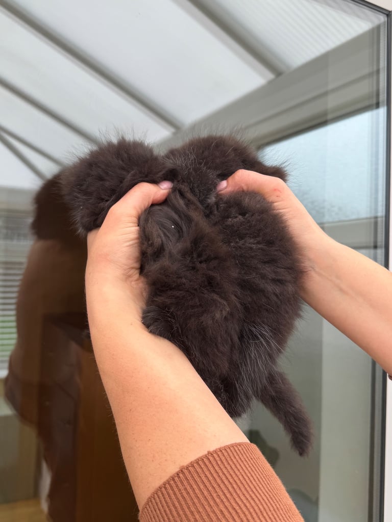 Maine coon cross kittens 