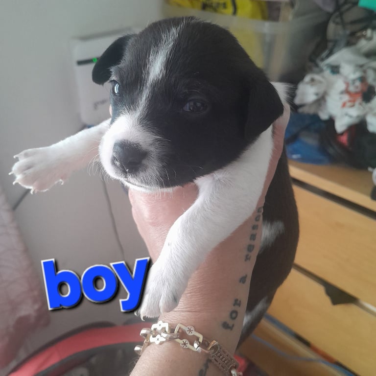 🌟4 beautiful jack russell puppys🌟 