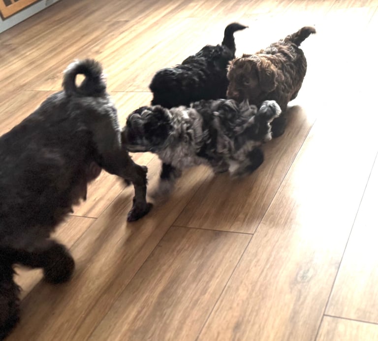Ready Now only 2 stunning Shihpoo puppies Left!