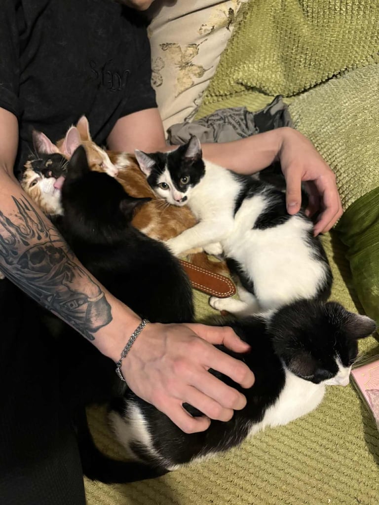 5 mixed beautiful and lovely kittens 