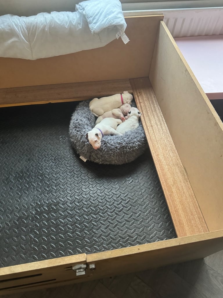 English bull terriers 