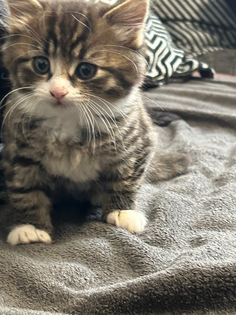  🐾 4 Beautiful Kittens for Sale – 8 Weeks Old 🐾