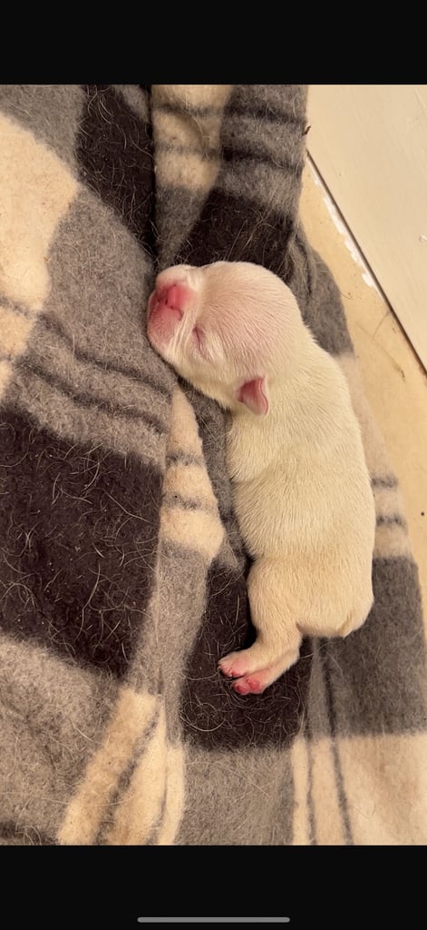 French bulldog puppy (girl)