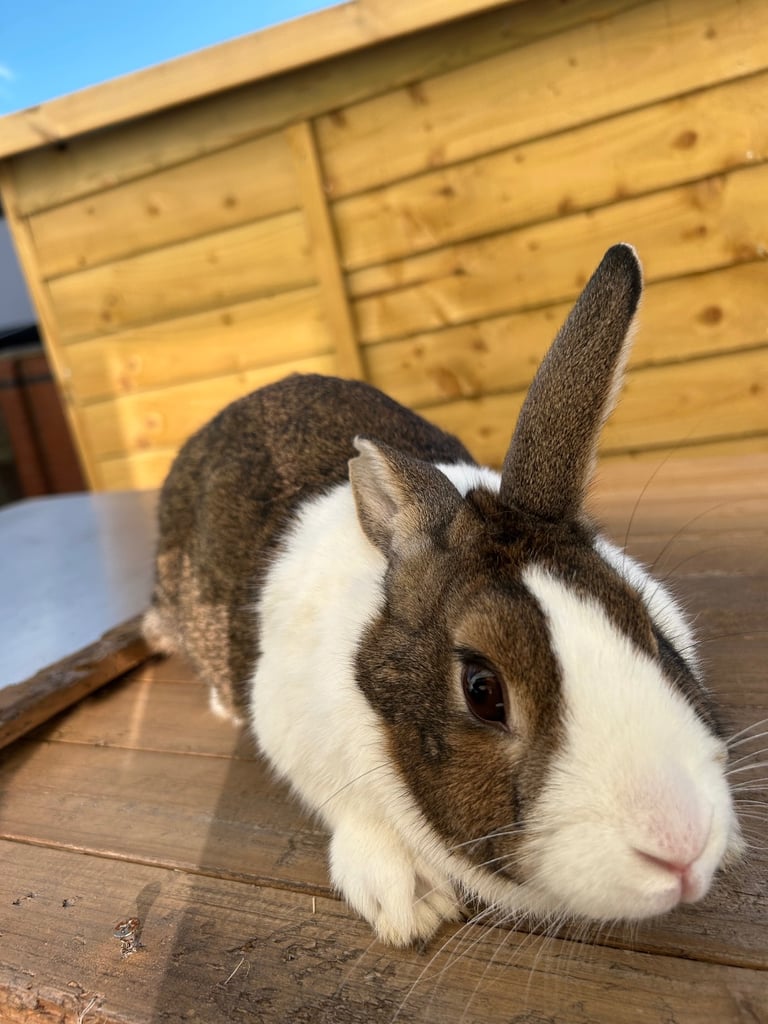 Dutch female rabbit