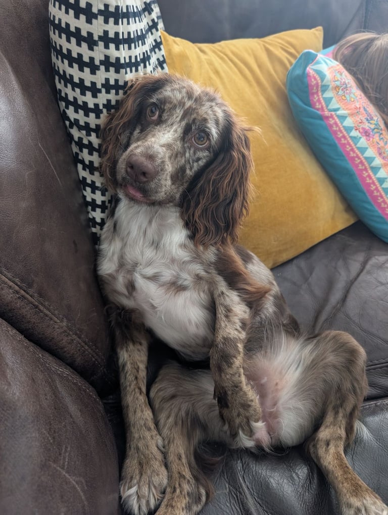 Cocker spaniel rehome