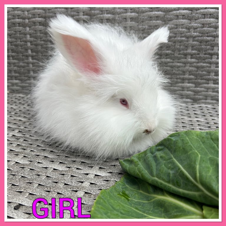 Pure Angora babies English full faced rabbits 
