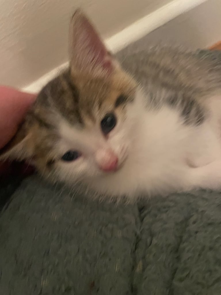 Cute tabby kittens, litter trained, male & female 