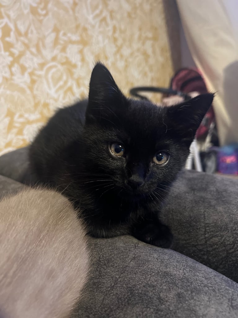 Ragdoll mix (available Now) reserved 