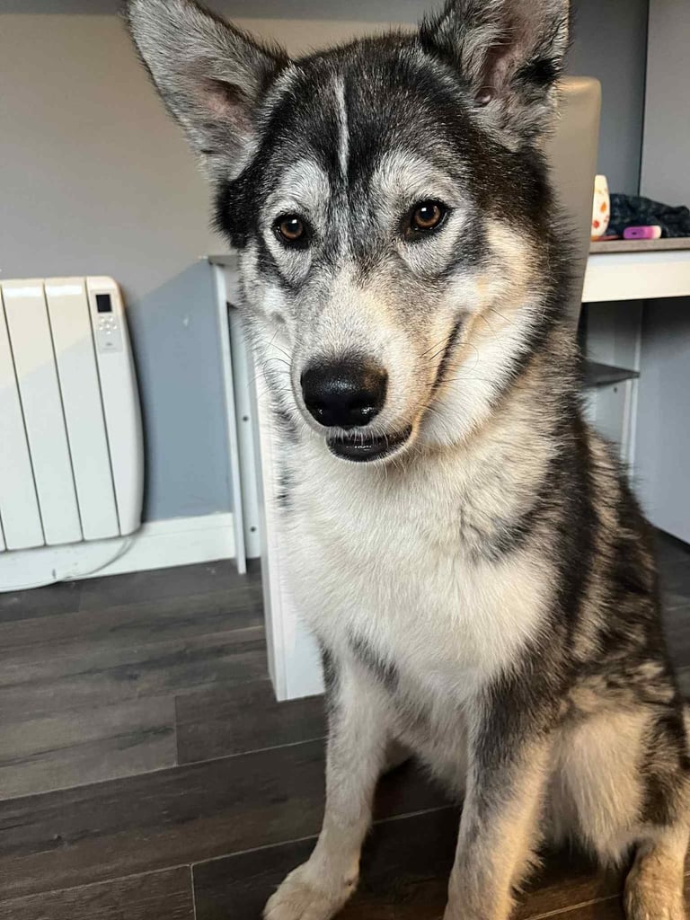 GSDxHusky