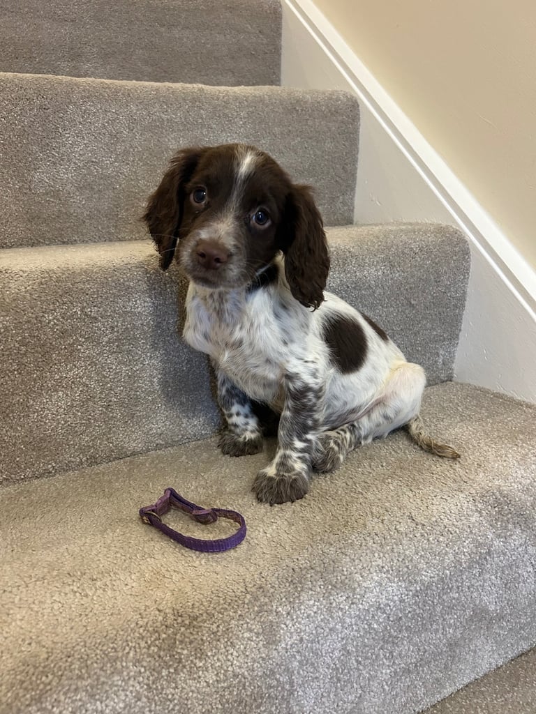 Sprocker spaniel puppies 