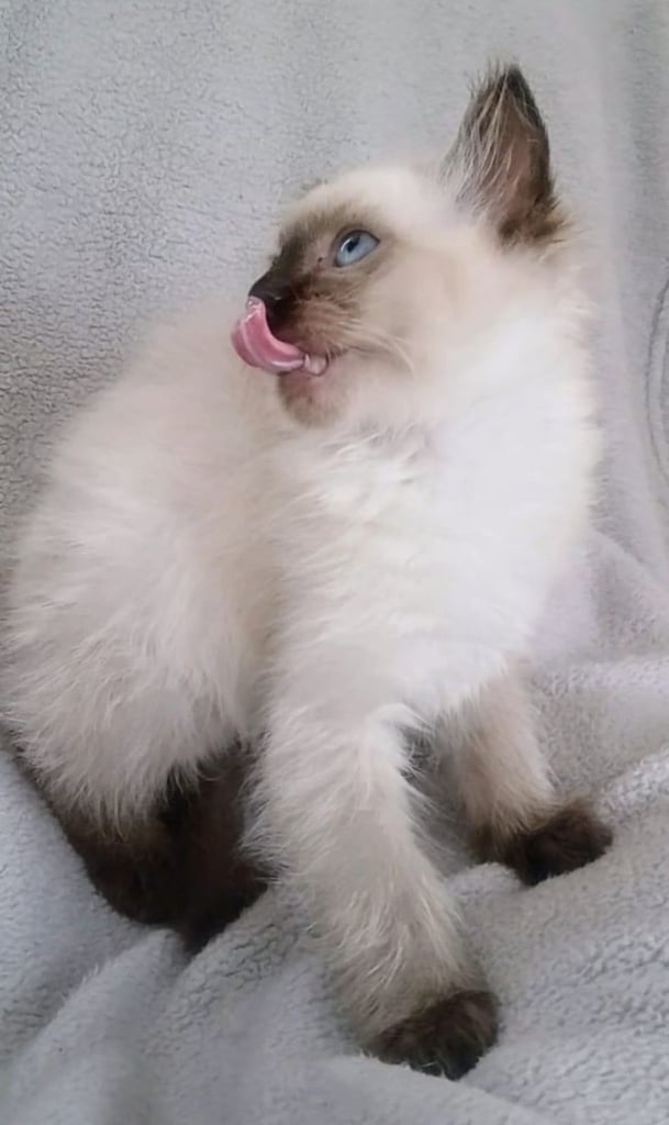 **LAST MALE LEFT** Gorgeous Ragdoll kittens ready to leave. Both parents Pedigrees