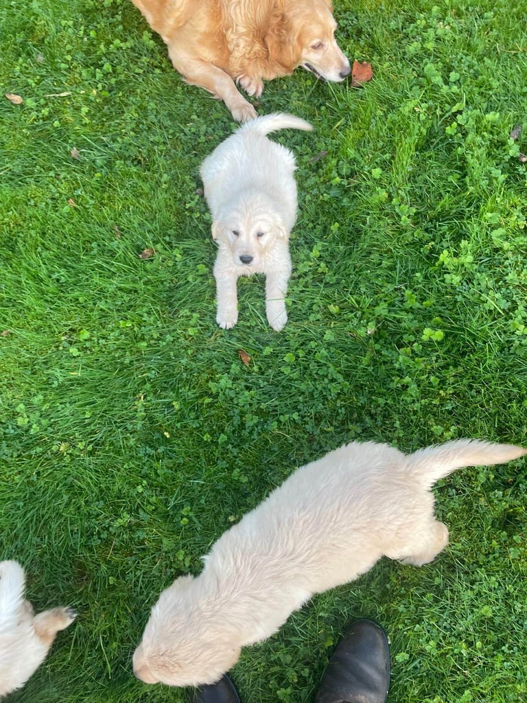 Golden Retriever puppies 
