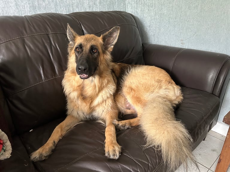 KC Straight Back Long Coat GSD Puppies.