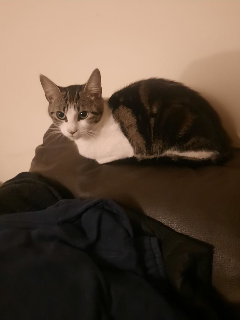 Very nice female cat