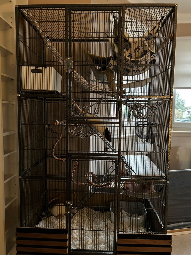 Female rats and cage