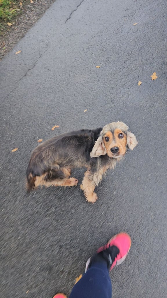 Cocker Spaniel 