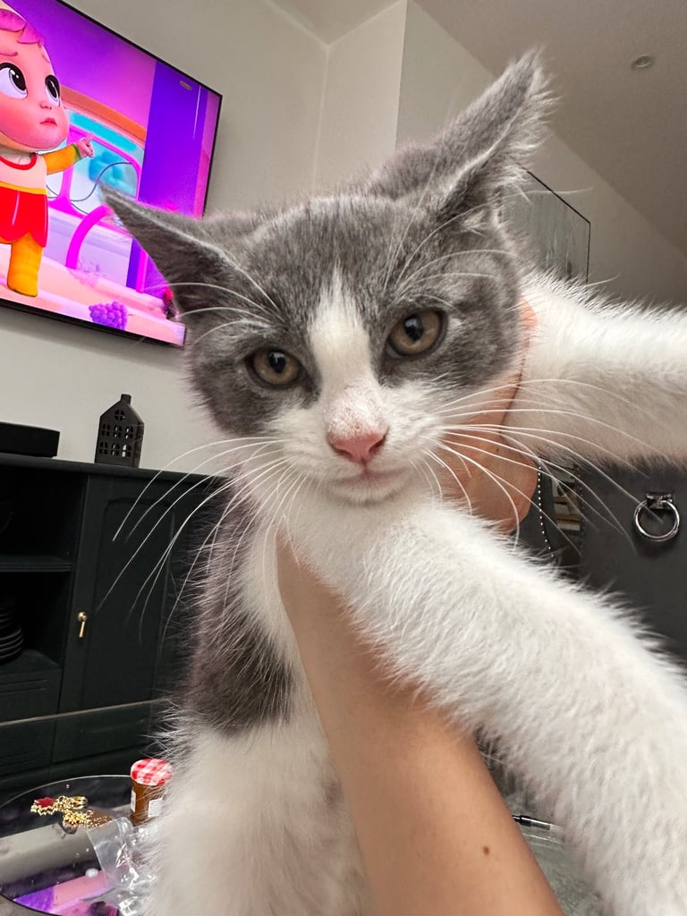 Beautiful Domestic Cats – Mum, Dad & 3 Adorable Kittens (2 Boys, 1 Girl)