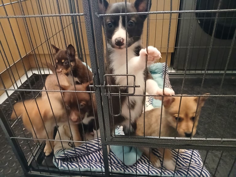 Mum is a husky collie cross dad is a malamute husky cross 