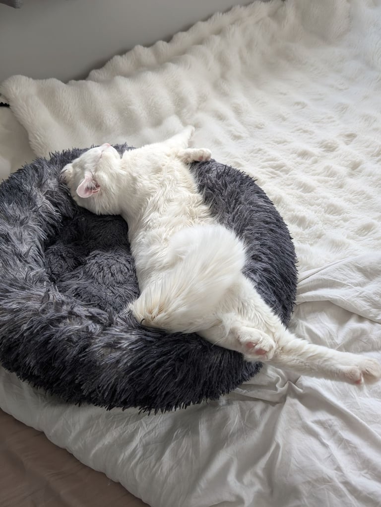 Beautiful Siberian white long hair male cat