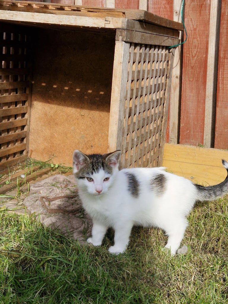 Adorable and Super Playful Kittens
