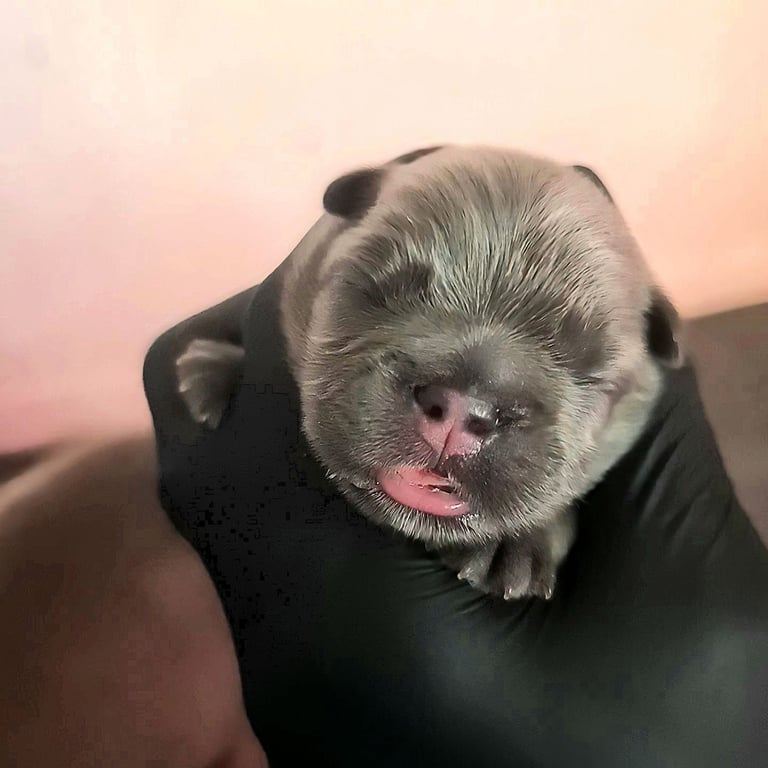 ✨15 Beautiful French Bulldog Puppies ✨
