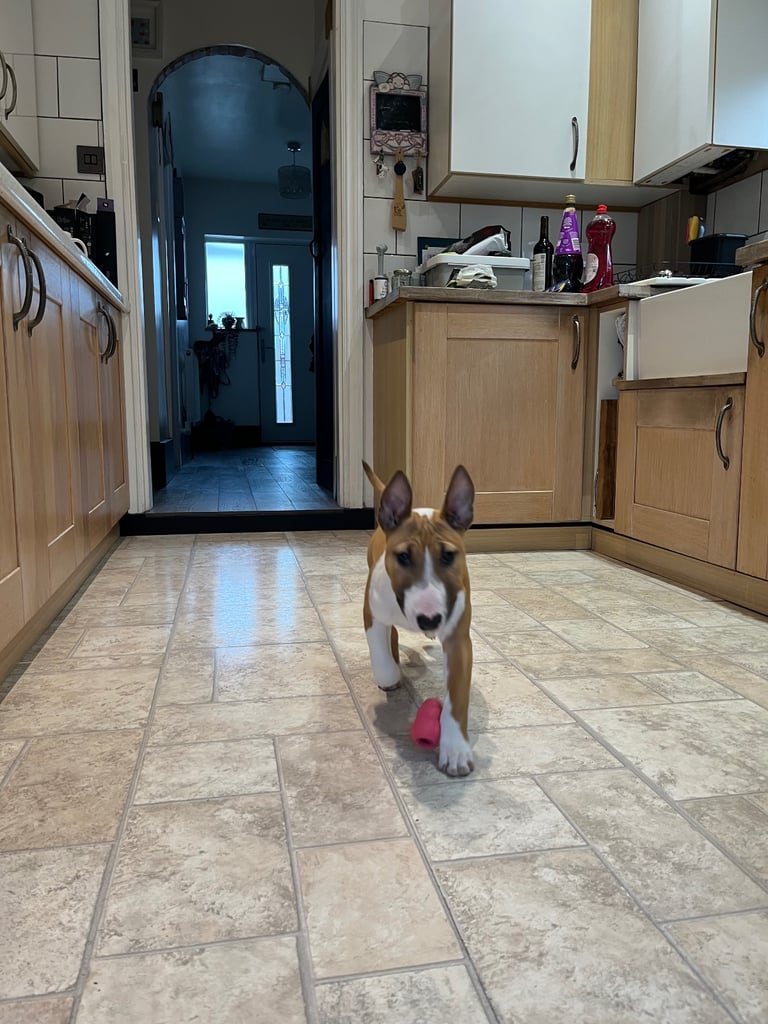 English bull terrier 