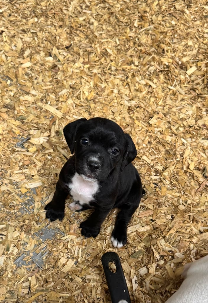 Adorable Cocker Jack Puppies