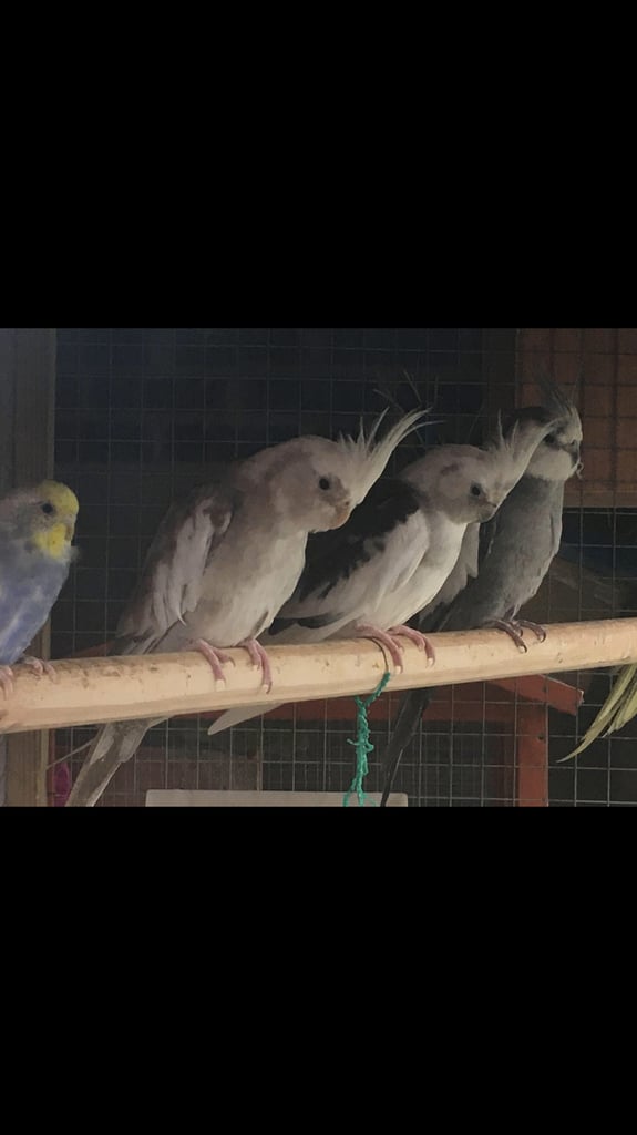 Birds