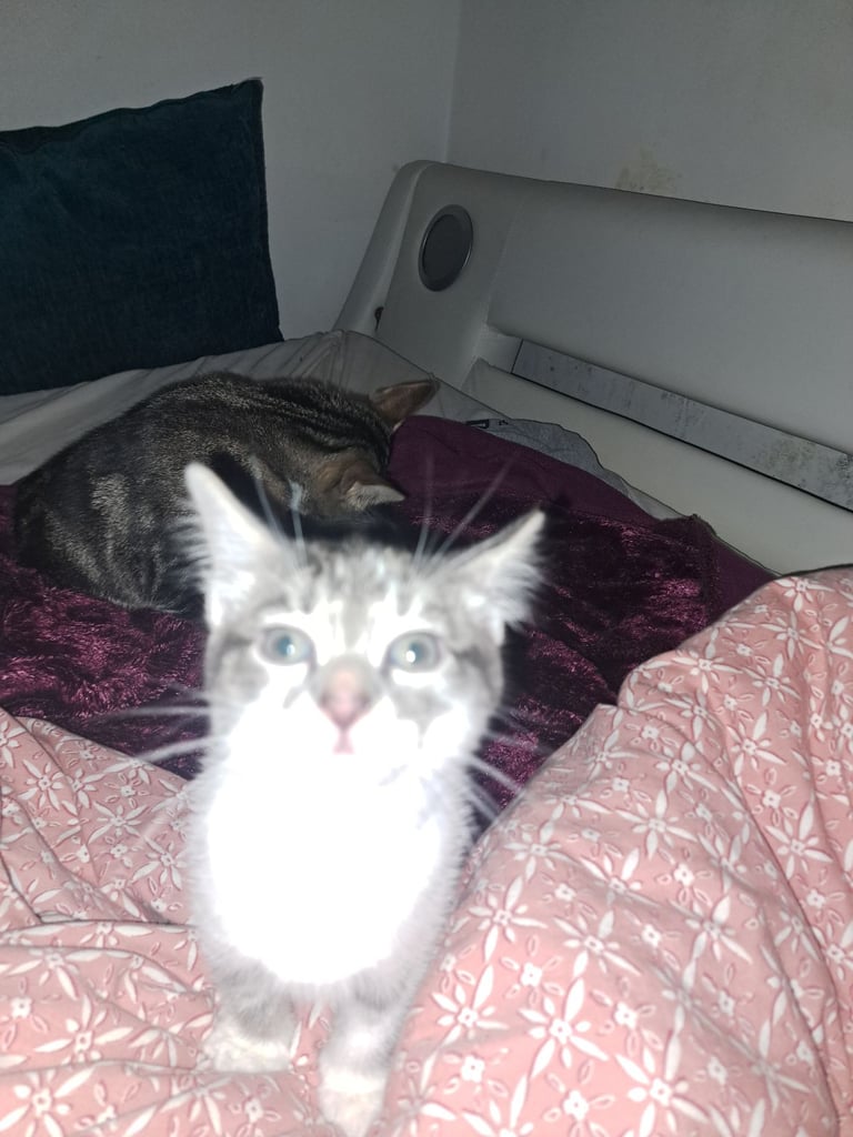 Grey and white male kitten 