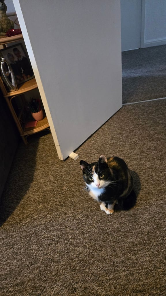 Calico Female Cat – 1 Year Old Responsible Rehoming