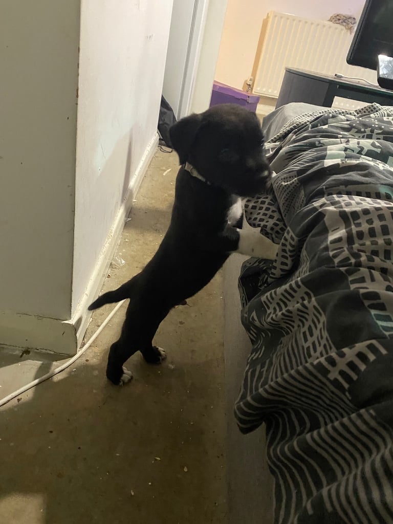 Cane corso x pressa canaro puppy’s 