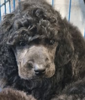 Kc registered Standard poodle puppies ready now 