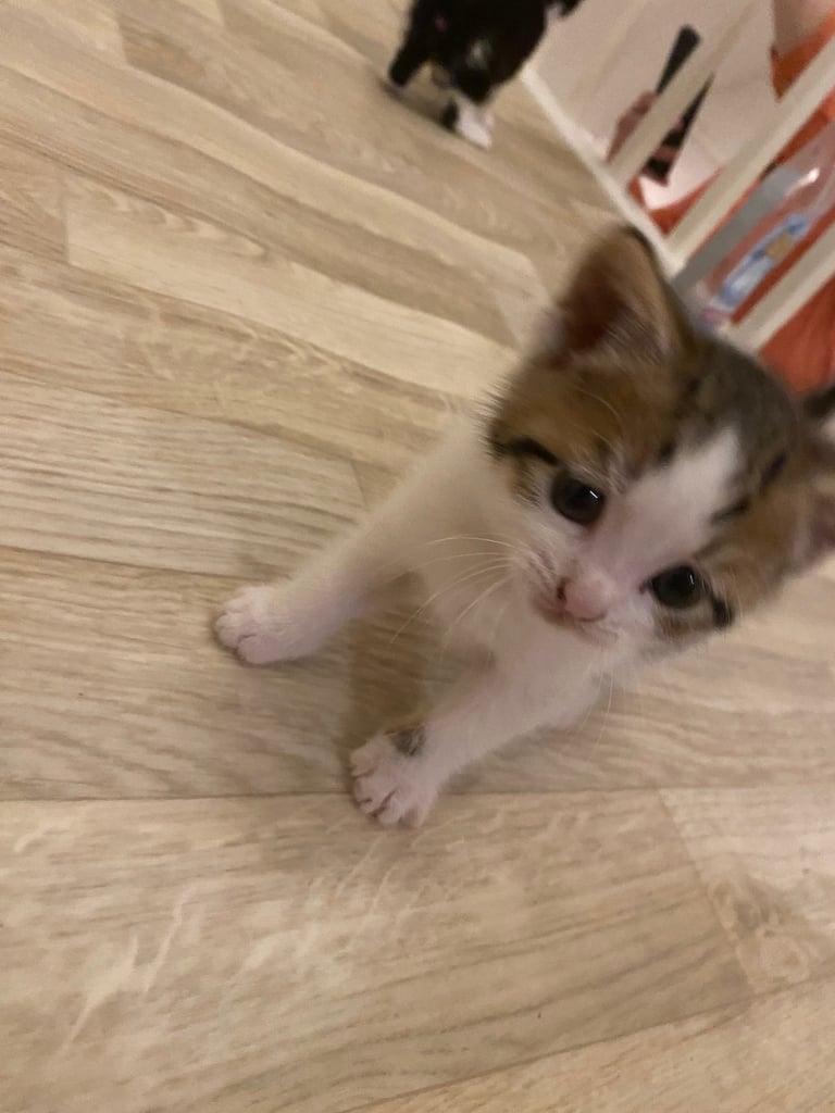 Playful gorgeous boy kitten