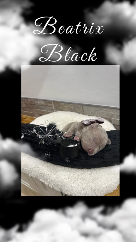 Neapolitan Mastiff X Cane Corso