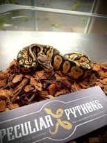 Royal/Ball pythons 