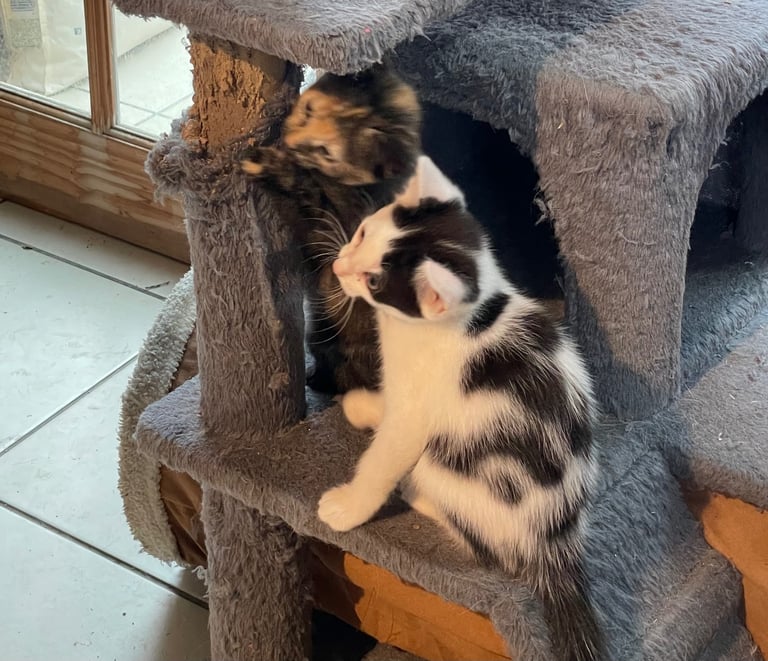 Kittens for sale