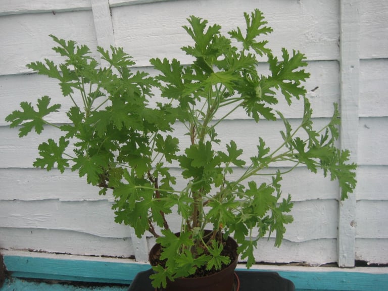 image for Medium Size Lemon Geranium Plant for £4.00