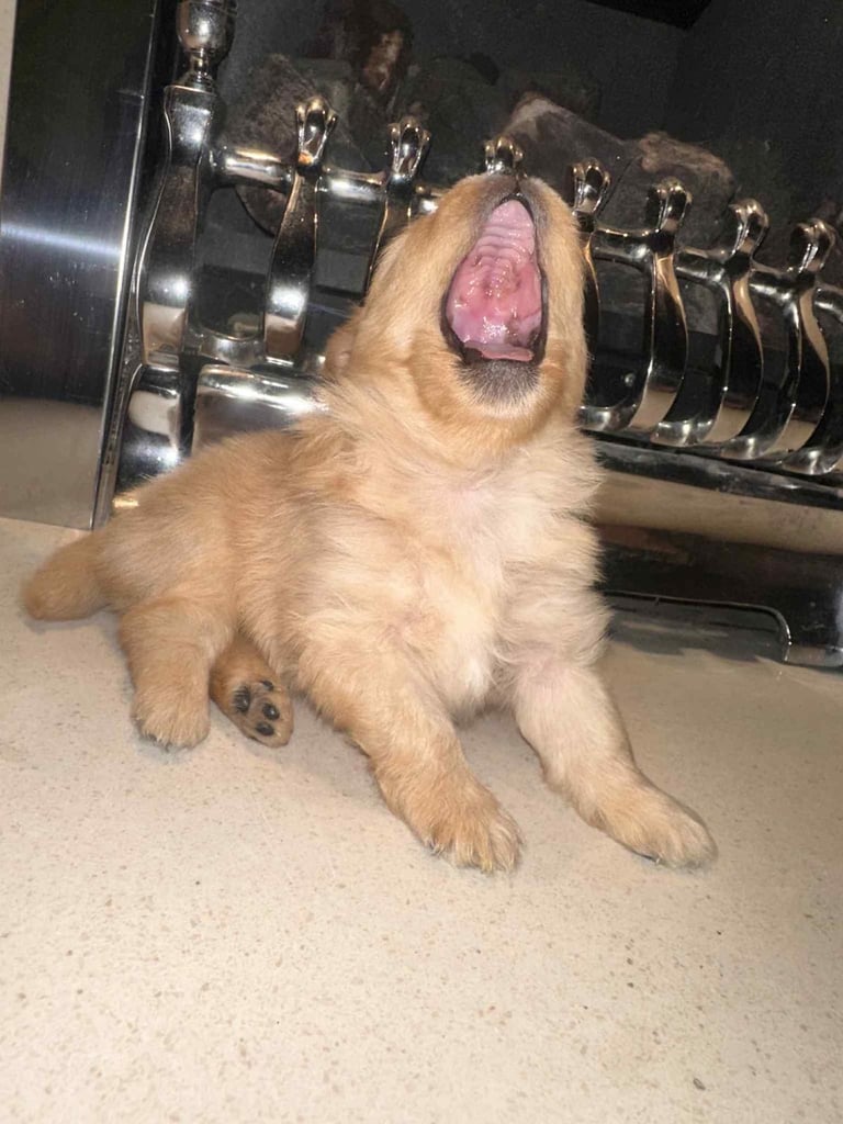 Champion blood line pomeranians 