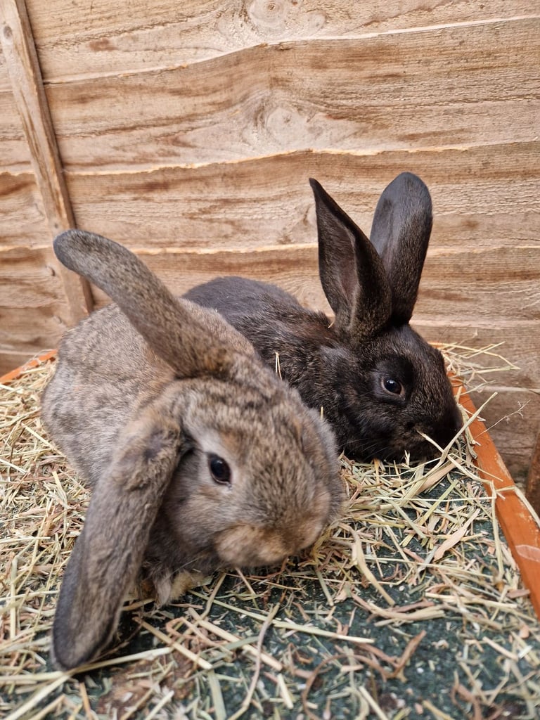 Gorgeous male rabbits looking for their loving homes
