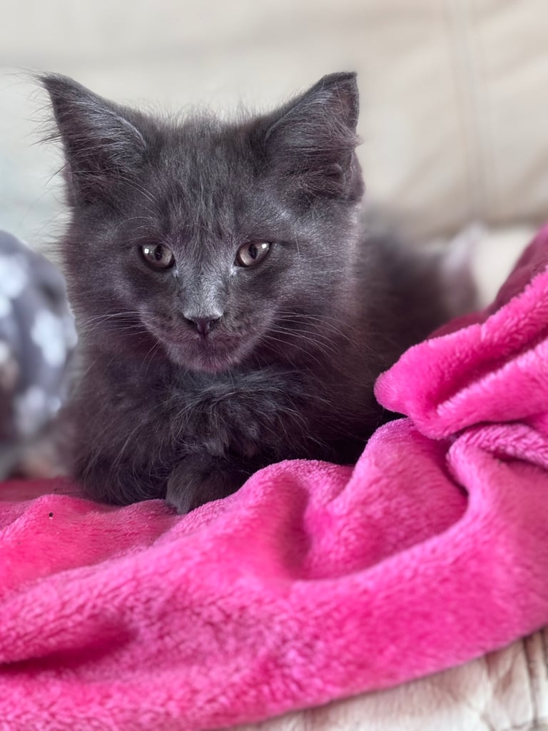 🐾 Beautiful ¾ Maine Coon x ¼ Ragdoll Kittens – 7 Available 🐾