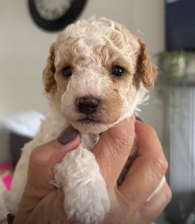image for Beautiful Maltipoo pups ❤️
