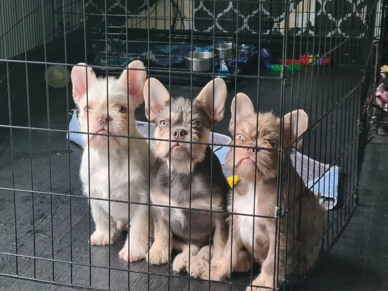 Furnished frenchie pups.  Ready to go!!!