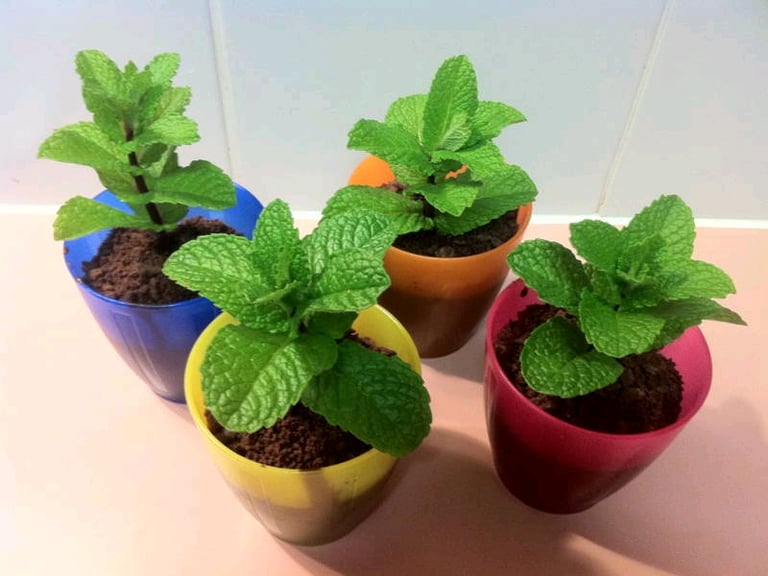 image for Fresh Organic Mint Plants 🌱