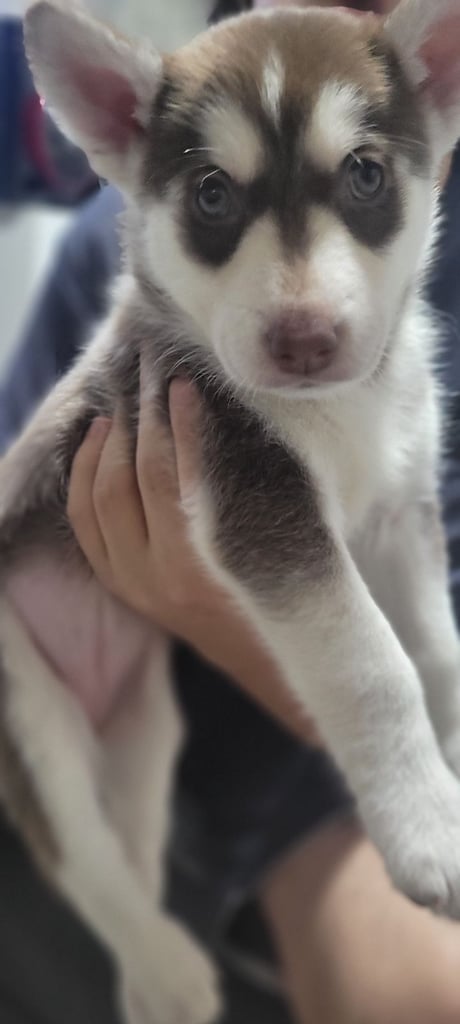 Husky mix shepsky 