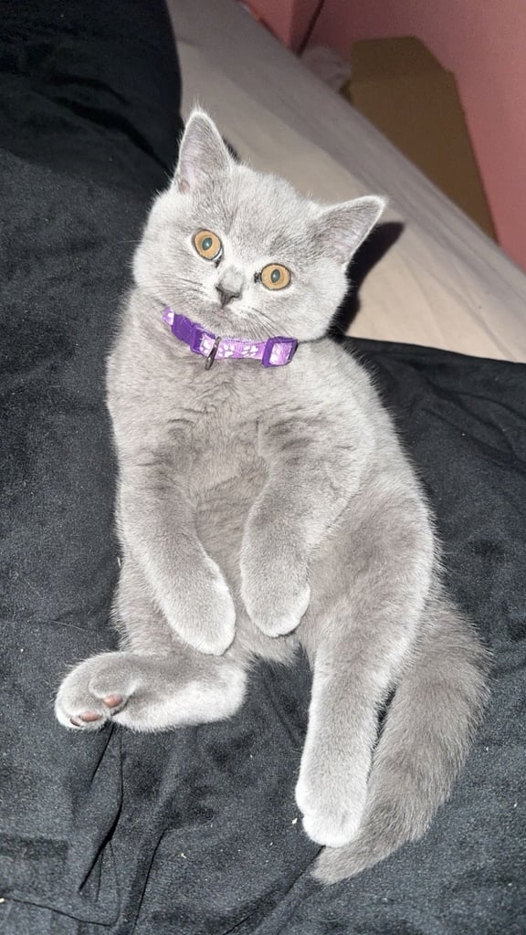 1 Beautiful British Shorthair Girl
