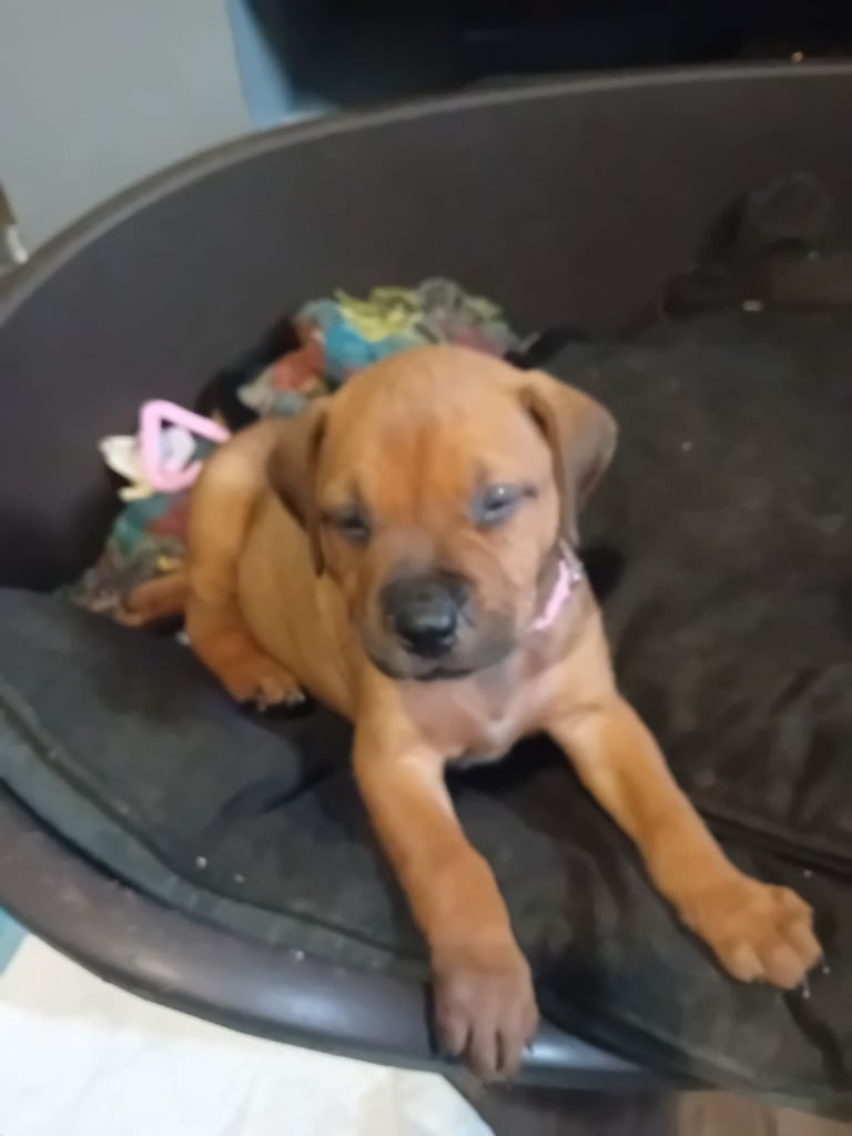 X rottweiler female pup 