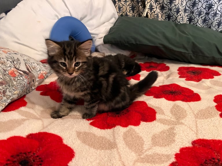 4 Adorable kittens looking for their forever homes 