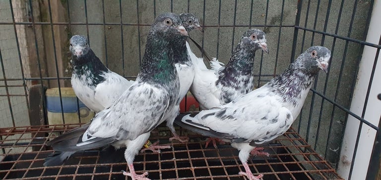 Pakistani Highflyer Pigeons For Sale