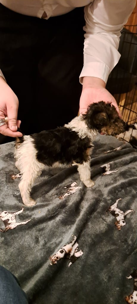 Wire haired fox terrier puppies 