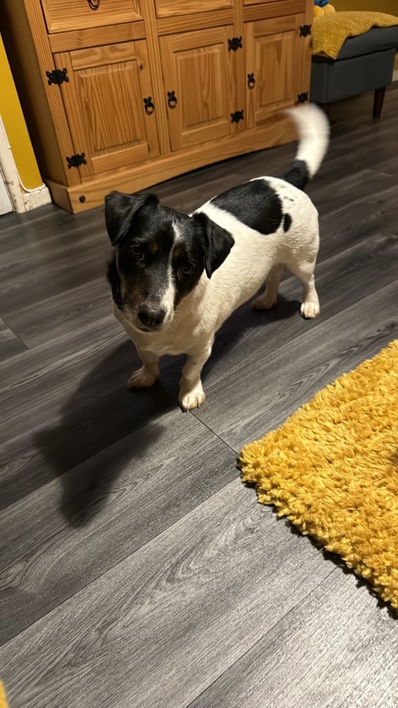 5 year old Jack Russell 